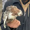 Dheraj Monger - @dheraj.monger - TikTok