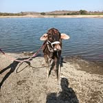 आम्ही बैलगाडा प्रेमी एकच नाद बैलगाडा शर्यत - @raj_.rajput_885 - Instagram