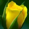 rajrathee - @rrrrajrathee36 - TikTok