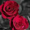 rajisetty.. - @7386862007raji - TikTok