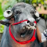 🐂🐃 - @_bellari_raja._ - Instagram