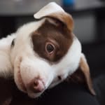 Raja Brown - @rajatherescue - Instagram