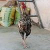 Raja Adeeb - @raja.adeeb65 - TikTok