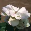Raja Mehdi - @rajamehdi01 - TikTok