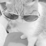 Tommy Raja Moore - @xxcats_are_da_bestxx - Instagram