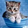 raja11123 - @raja_pulipati - TikTok