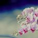 Rajaa Haidar - Facebook