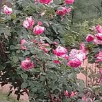 Raja Muhammad - Facebook