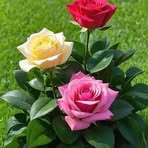 Rajeev Katoch - Facebook