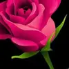 Rajeev Raj 4850 - @rajeev4850 - TikTok