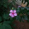 Rajib Shaha - @rajib.shaha3 - TikTok