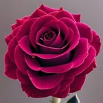 Raju Uddin - @rajuuddin219 - Instagram