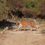 Rakesh bhatt - @rakesh_bhatt_naturalist - Instagram