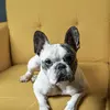 Rafa… - @ralfherrera_ - TikTok