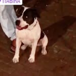 ralf miller🐶👑 - @dog_miller_484 - Instagram