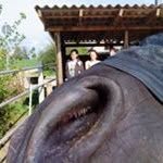 Rama - @ralfwhite1896 - Instagram
