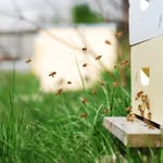 Ralf Williams - @smallfarmhoney - Instagram