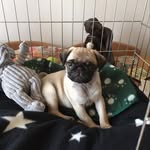 Ralph Williams - @ralphythe_pug - Instagram