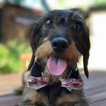 Ralph Williams - @ralphie_boy_williams - Instagram