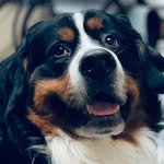 Ralph - @wreakingralph - Instagram