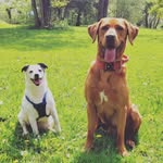 Ralph & Albert - @ralphandalbertsminiadventures - Instagram