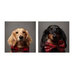 Ralph & Albert Setter - @sausagedogralphandalbert - Instagram