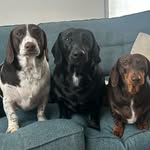 Ralph, Albert & Steve❤️ - @meetthedockers - Instagram
