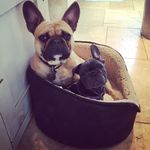 Ralph and Albert - @ralph_albert_frenchies - Instagram