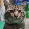 ralphvanlachicaandrada - @ralphvanlachicaandrada - TikTok
