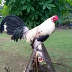 Ralph Arevalo - Facebook