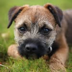 Border Terrier Ralph - @ralpharmitage22 - Instagram