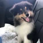 Ralph Armitage 🐶💙🐾 - @ralph_the_roughcollie - Instagram