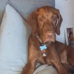 Ralph Atkinson - @wreckitralph_thevizsla - Instagram