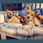 Ralph and Avery - @ralph.ie_and_avery - Instagram
