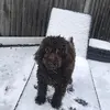 Ralphy the cockapoo 🤍 - @ralphy_cockapoo - TikTok