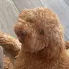 Ralphy.Cockapoo.2022 - @ralphy.cockapoo.2022 - TikTok