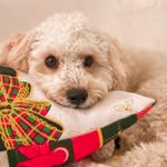 🐶Ralph Barbosa - @ralphbarbosadog - Instagram