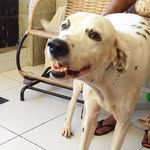 Ralph Barbosa🐕 - @ralphbarbosa3 - Instagram