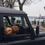 Baxter and Ralph Franks - @baxter_and_ralph - Instagram