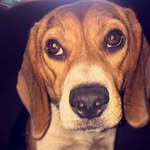 Ralph Baxter Bochicchio🐶 - @ralphieboythebeagle - Instagram