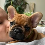Ralph Baxter Burrows (Ralphie) - @ralph_the_frenchie_2023 - Instagram