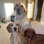 Rio,Ralph&baxter🐶🐶 - @rioralphbaxter - Instagram