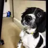 Laurenthelegend - @ralphthebean - TikTok