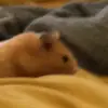 RALPH AND BEAN THA HAMSTERS - @ralph_bean_hamsters - TikTok
