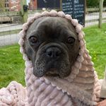Ralph Bean Mardling 🐶 - @ralphbean_frenchie - Instagram