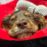 Ralph - @littlebeanralph - Instagram