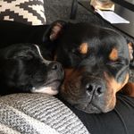 Ralph Roger & Lola Bean - @ralphrogerlolabean - Instagram