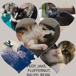 Ralph,bean,jake,phill,peep - @kittiycatshouse - Instagram