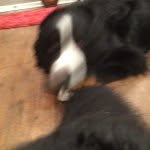 Ralph Gross - @ralphbernerbestdog - Instagram