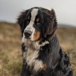 Ralph - @ralph_the_berner - Instagram